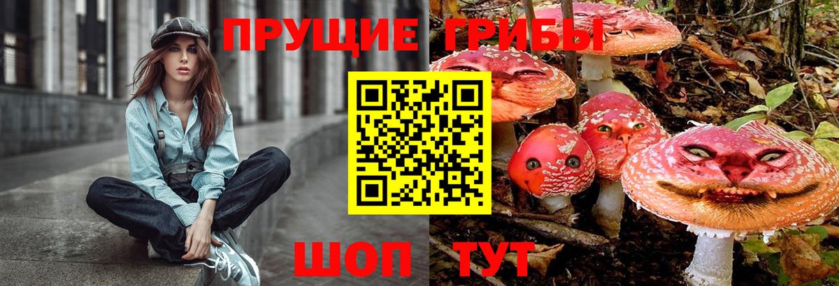 Галлюциногенные грибы Psilocybe Моршанск